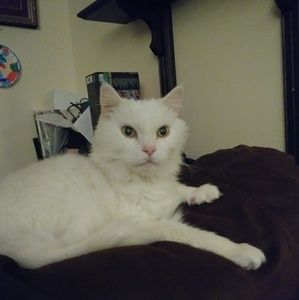 My Fur Babies😻Cubby Bear &🐰Snickers